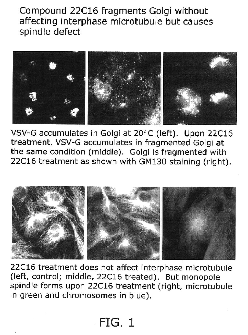 Kinesin inhibitors