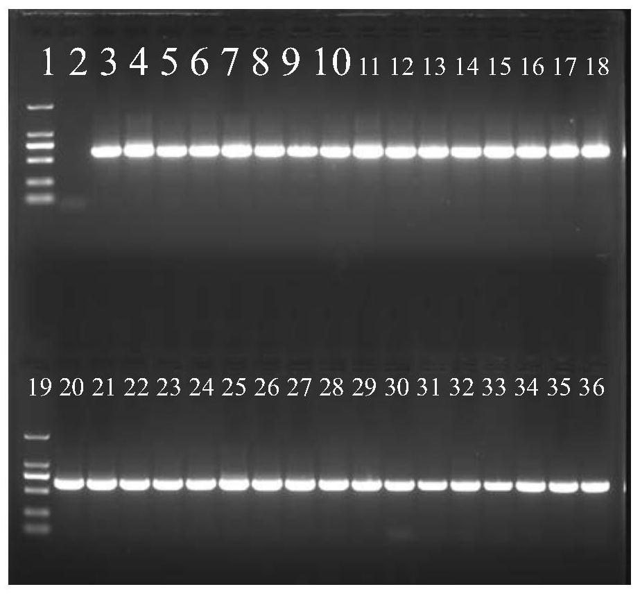 Nested PCR primer group, kit and detection method for specifically detecting sisal hemp purple leaf curl phytoplasma