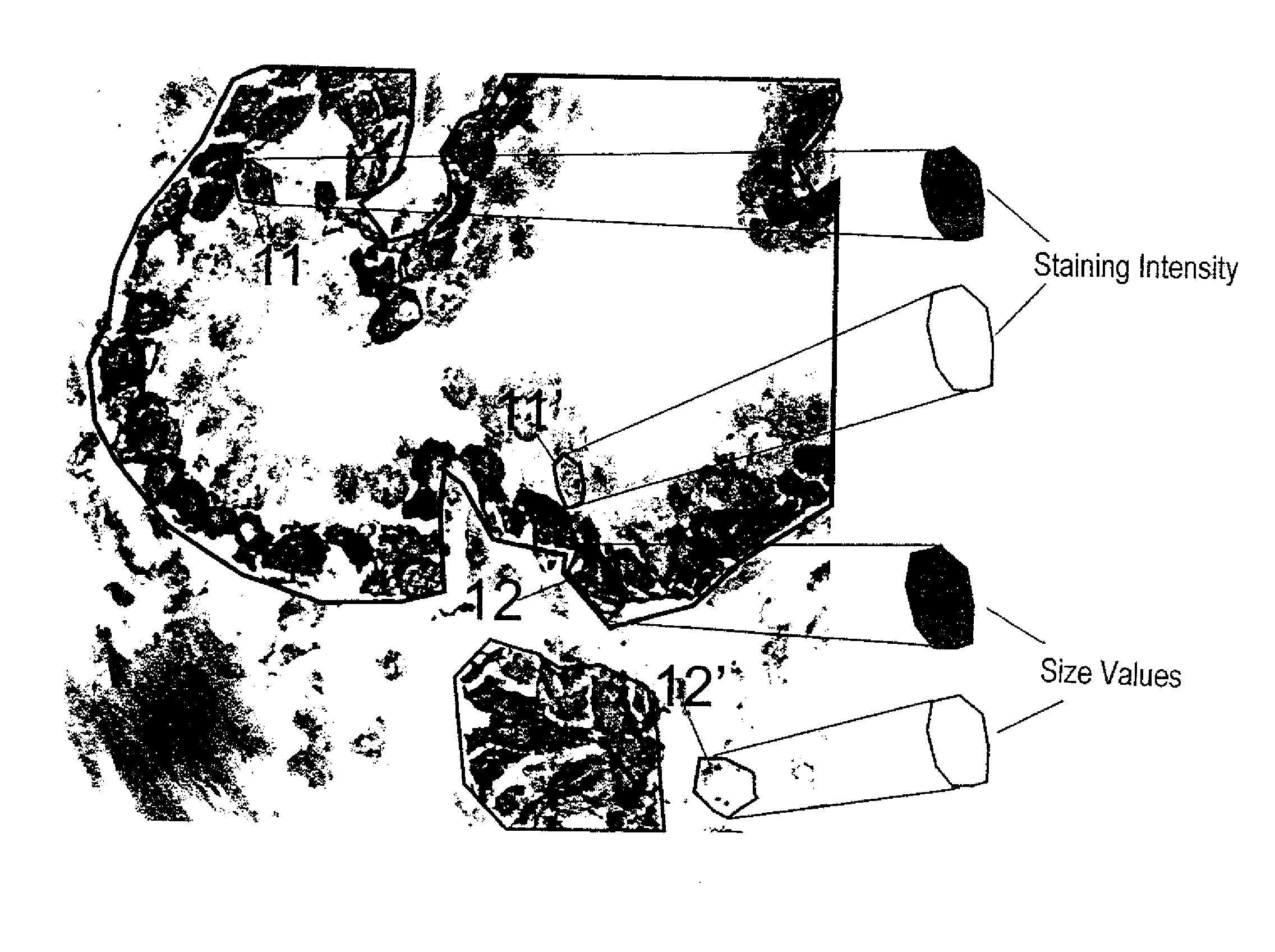 Methods and system for analyzing cells