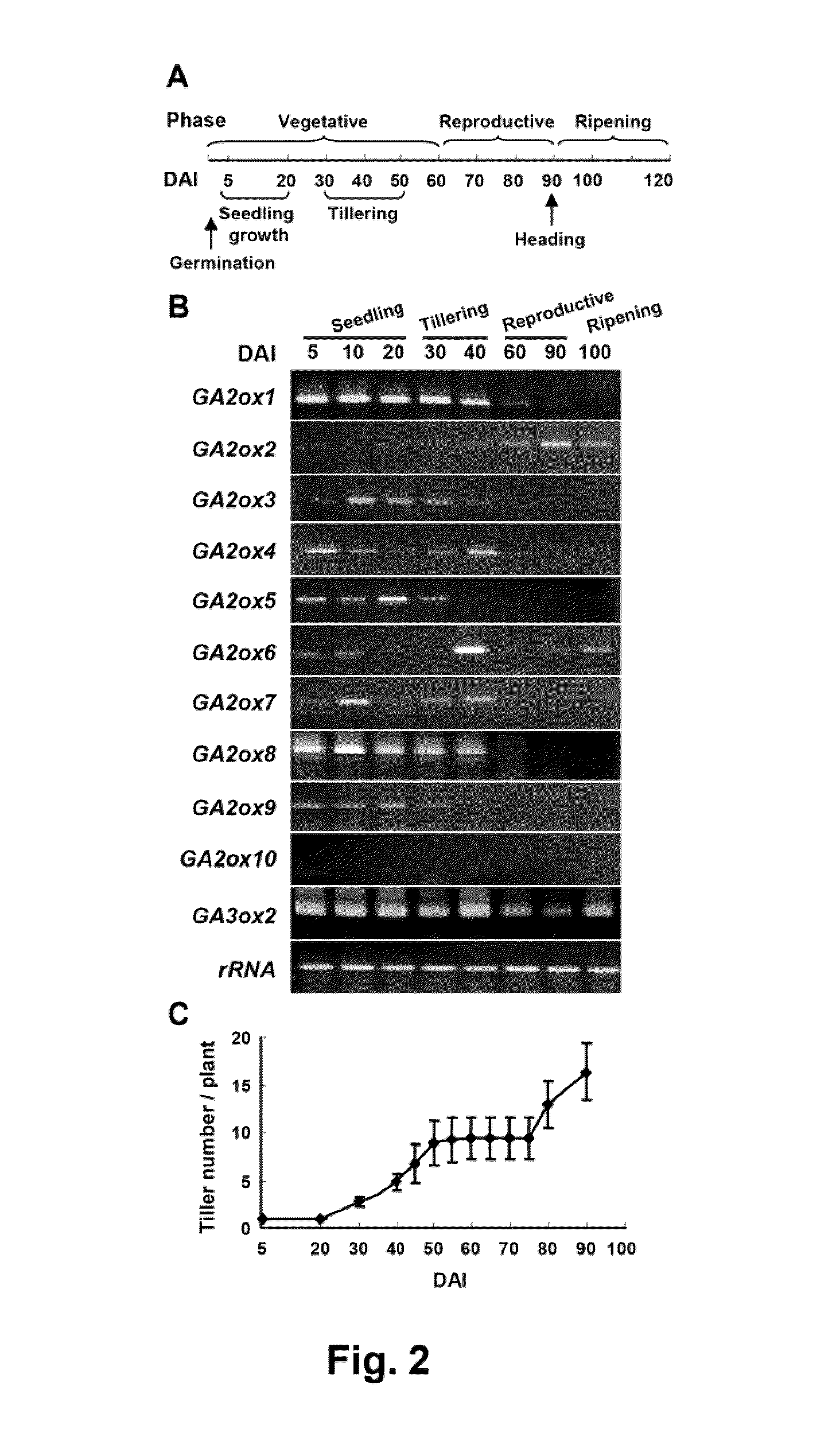 Method of controlling plant growth and architecture by controlling expression of gibberellin 2-oxidase