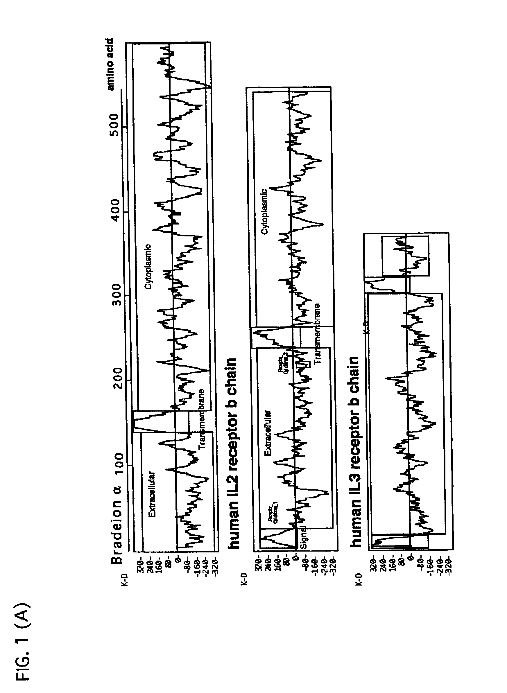 Human derived bradeion proteins, DNA coding for the proteins, and uses thereof