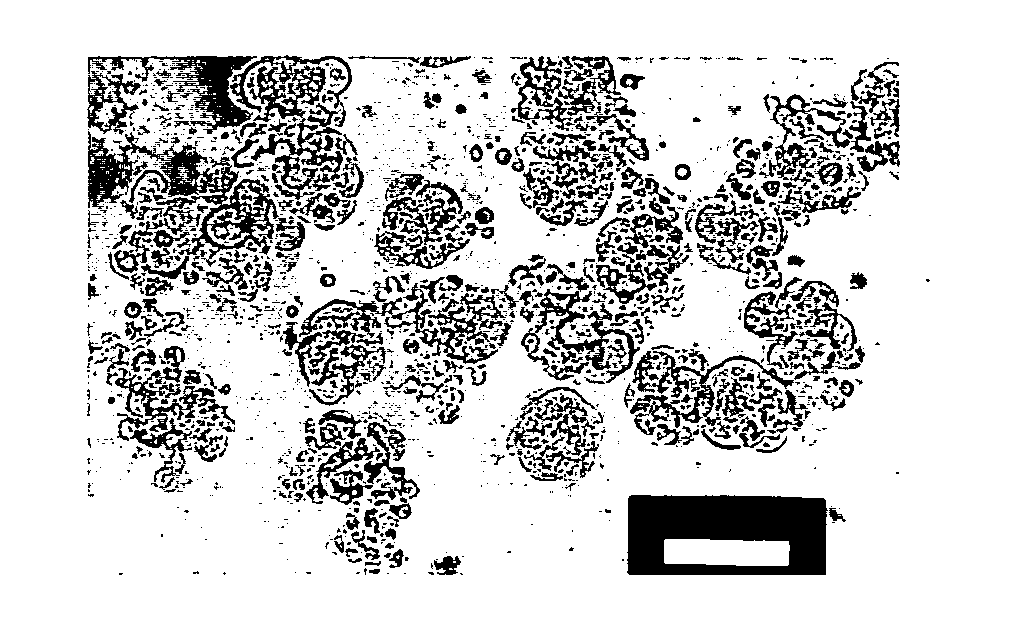 Method for generating non-human mammalian chimeric embryo