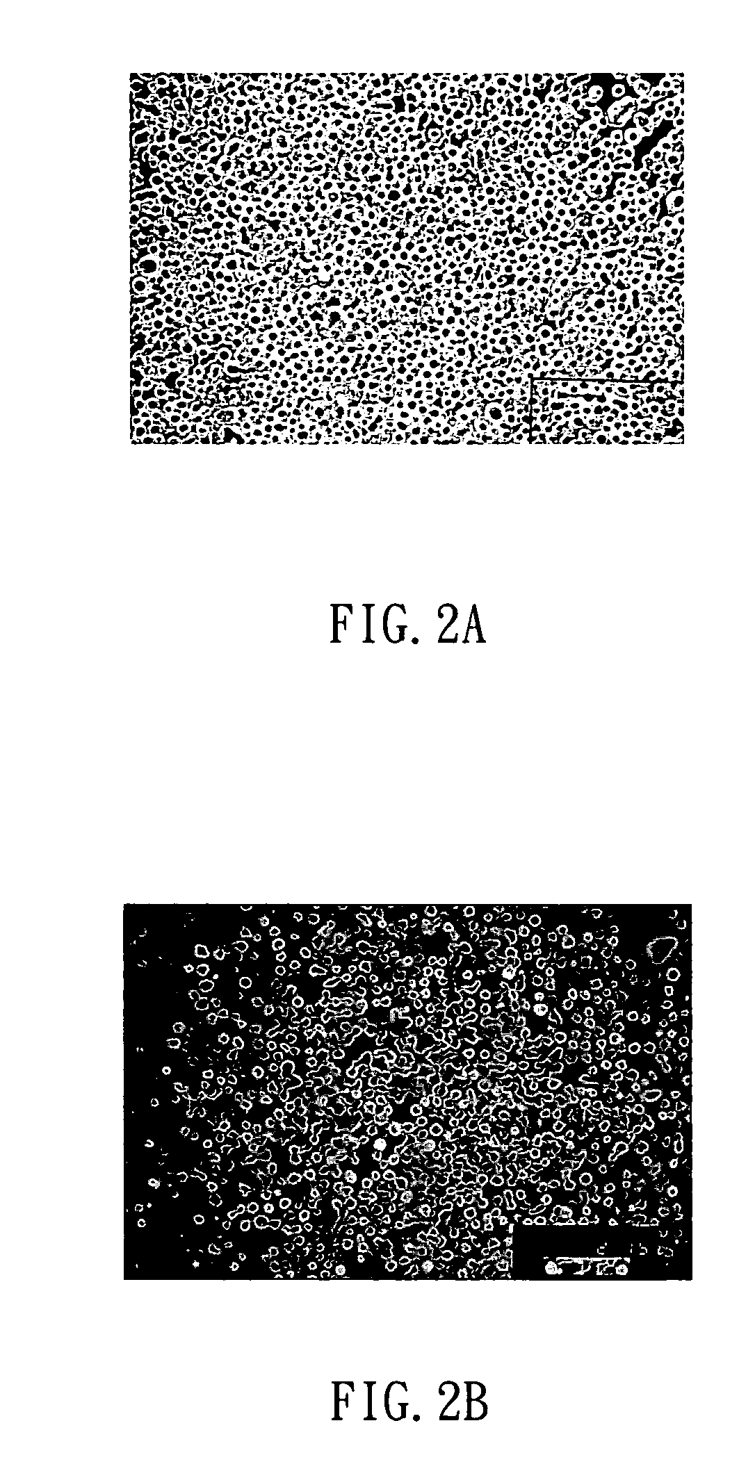 Method for generating non-human mammalian chimeric embryo