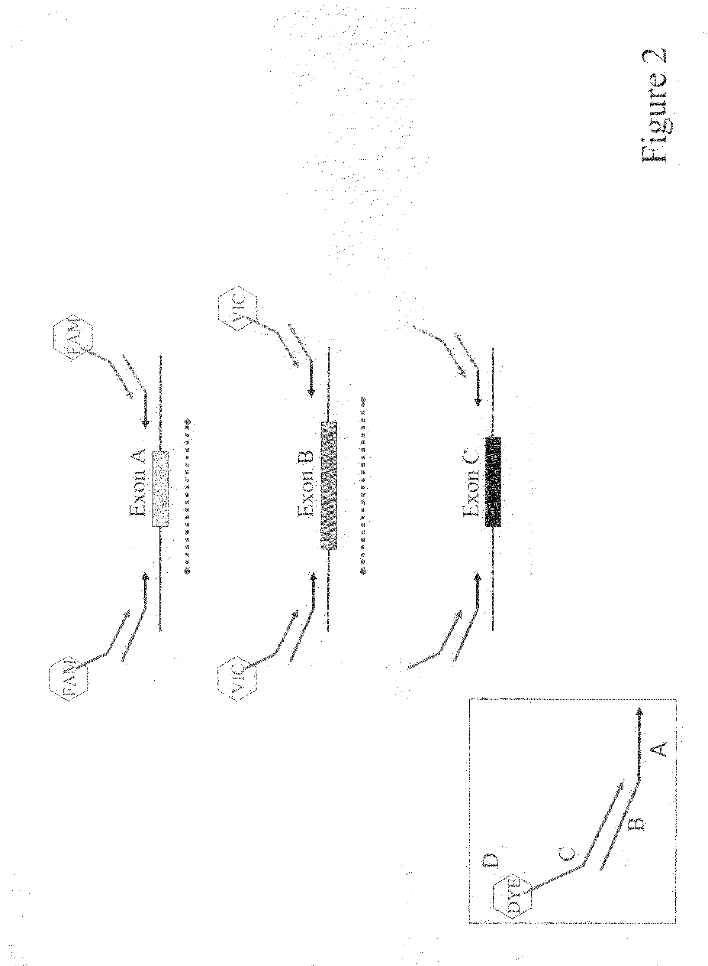 Exon grouping analysis