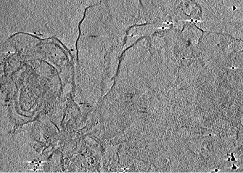 Protein immunogold labeling method for cryoelectron microscope