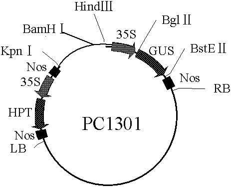 Agrobacterium tumefaciens-mediated genetic transformation method of zoysia japonica