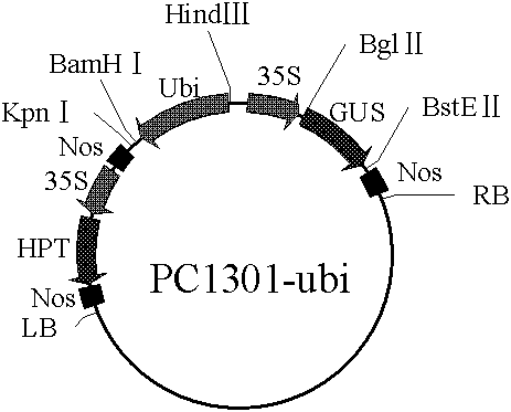 Agrobacterium tumefaciens-mediated genetic transformation method of zoysia japonica