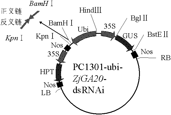 Agrobacterium tumefaciens-mediated genetic transformation method of zoysia japonica