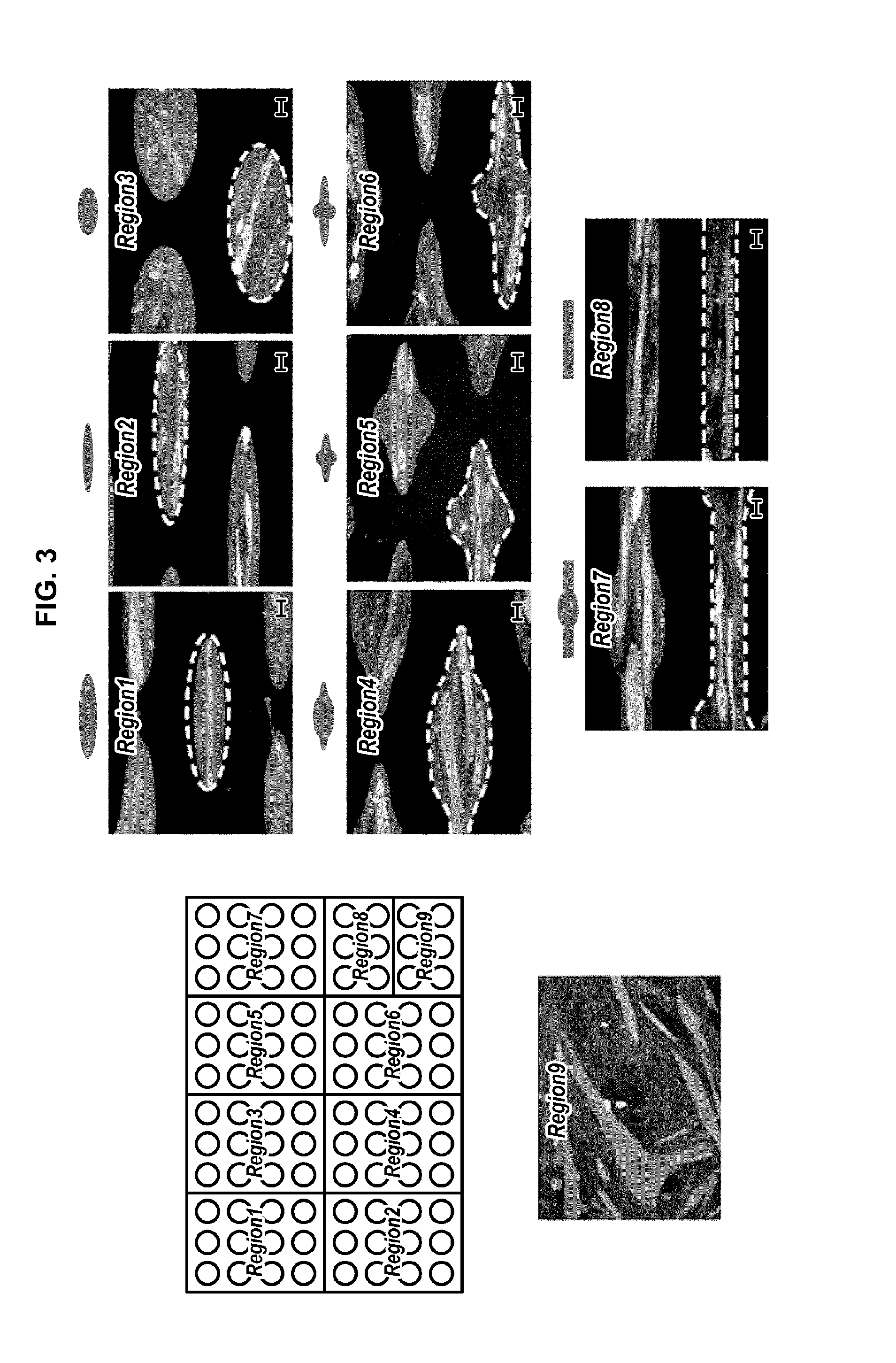 Device and method for standardizing myoblast differentiation into myotubes