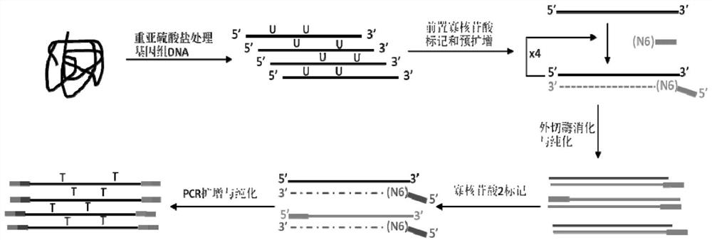 Novel low-initial-quantity DNA methylation library building method