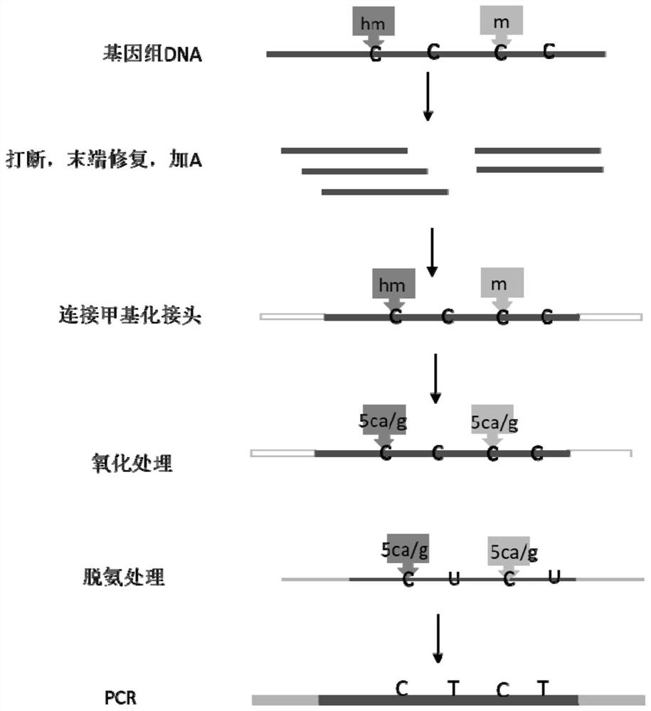 Novel low-initial-quantity DNA methylation library building method