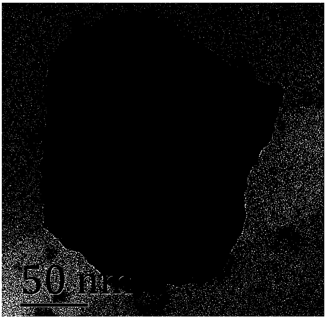 Polydopamine modified black phosphorus, and preparation method and applications thereof