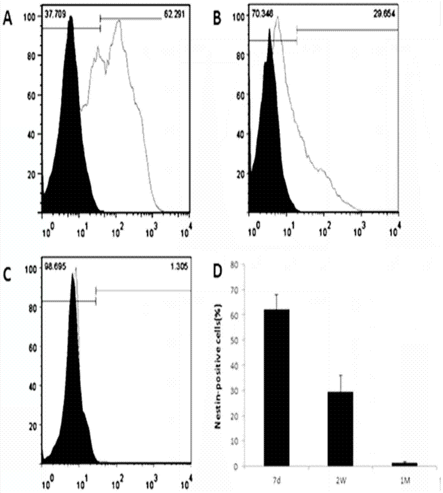 A method for isolating, culturing and using testicular mesenchymal stem cells expressing nestin