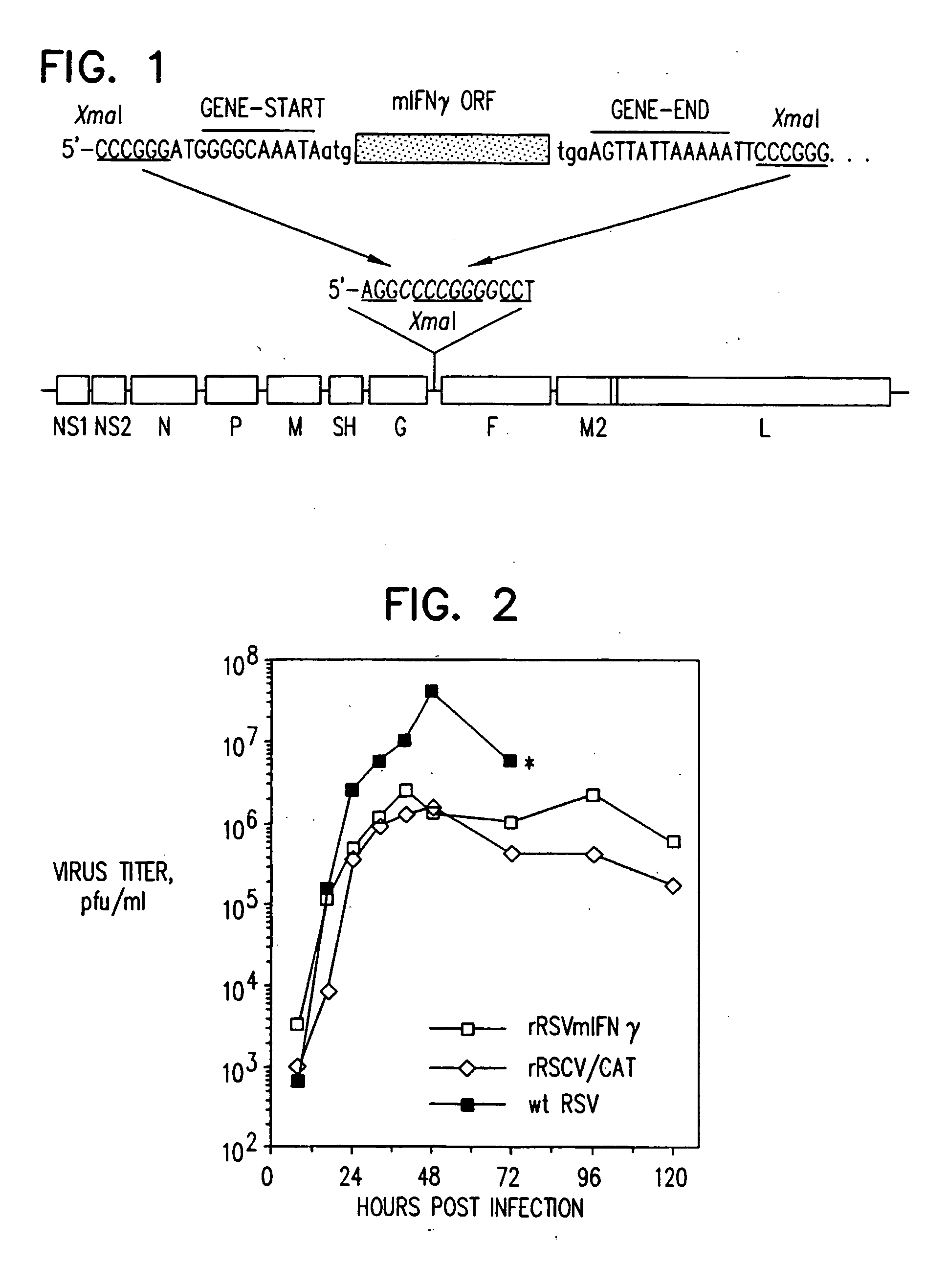 Production of recombinant respiratory syncytial viruses expressing immune modulatory molecules