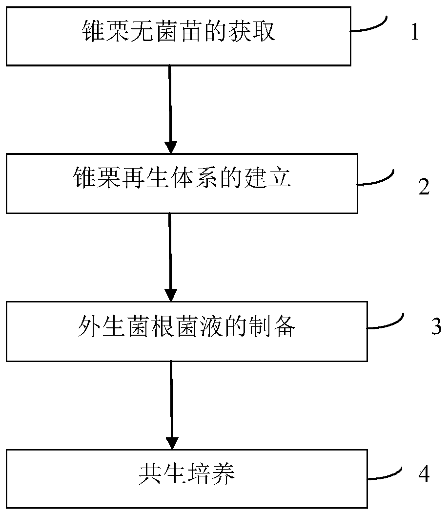 Castanea henryi regeneration plant and ectomycorrhizal fungi symbiosis method