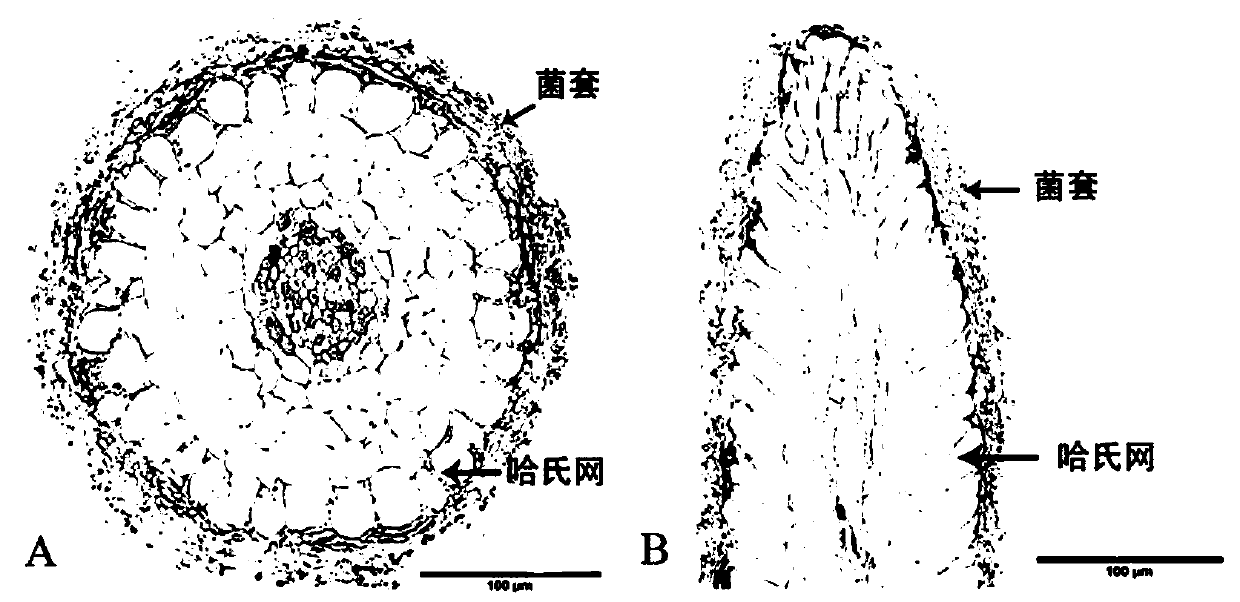 Castanea henryi regeneration plant and ectomycorrhizal fungi symbiosis method