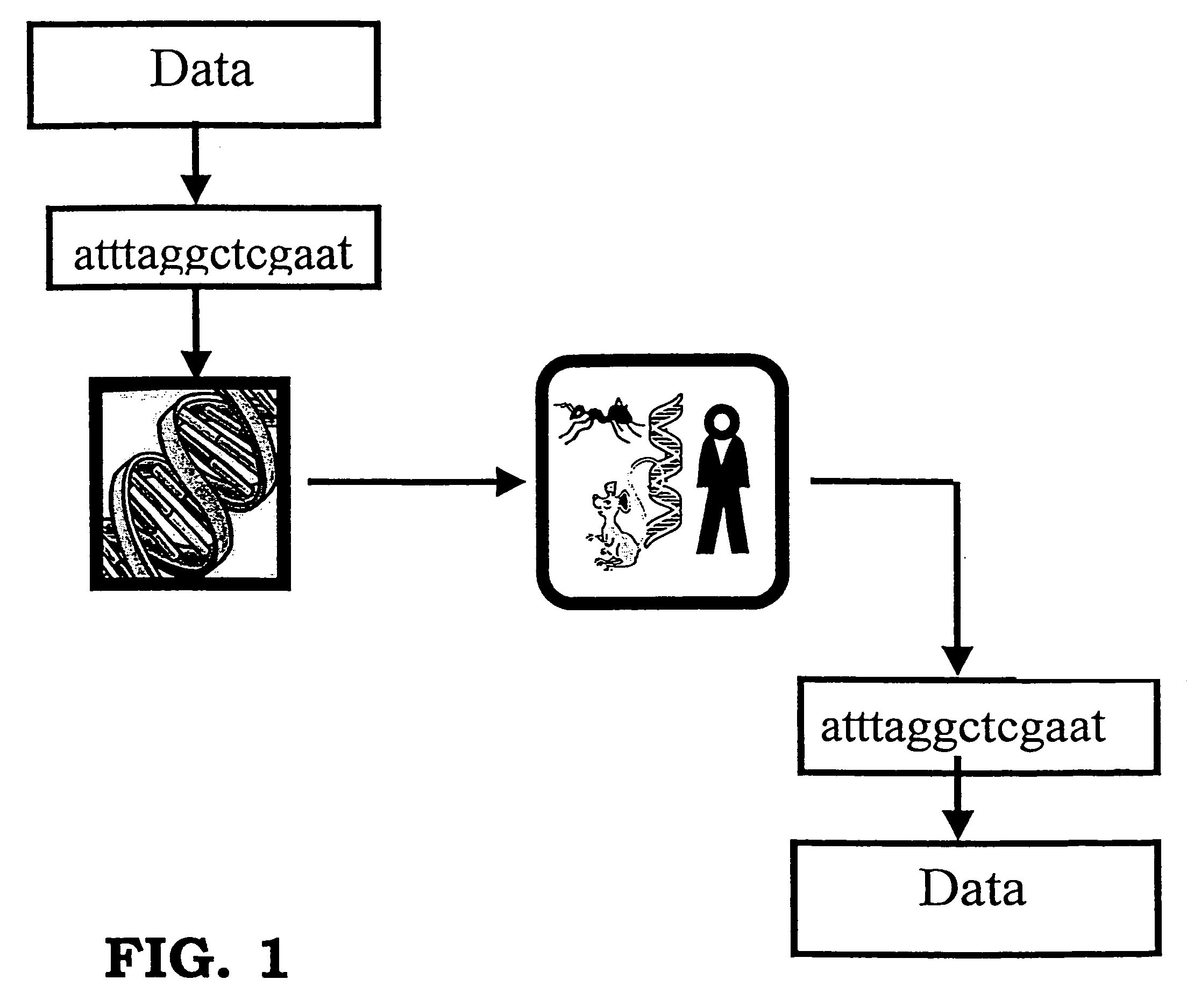 Storing data encoded DNA in living organisms