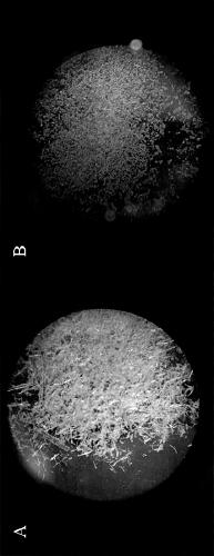 Method for catalyzing hydrogen peroxide to oxidize and degrade phenol pollutants in wastewater by using Cu(II)-Schiff base complex