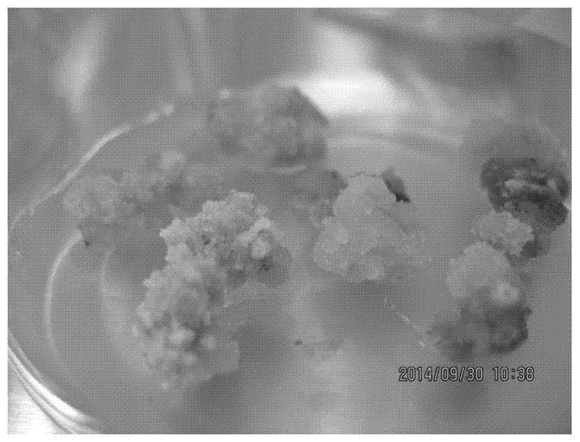 A kind of rapid propagation method of schistos