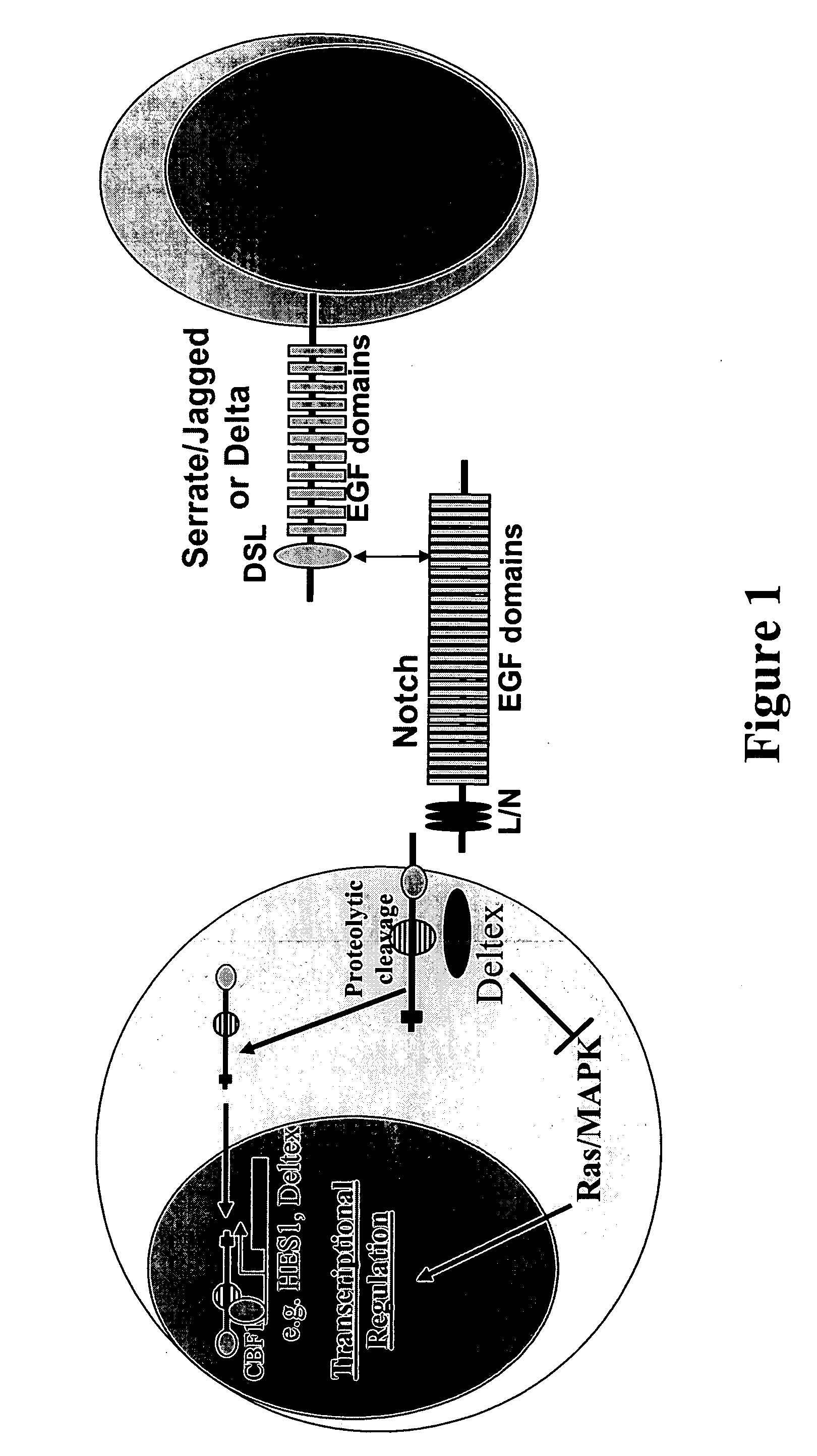 Therapeutic use of modulators of notch