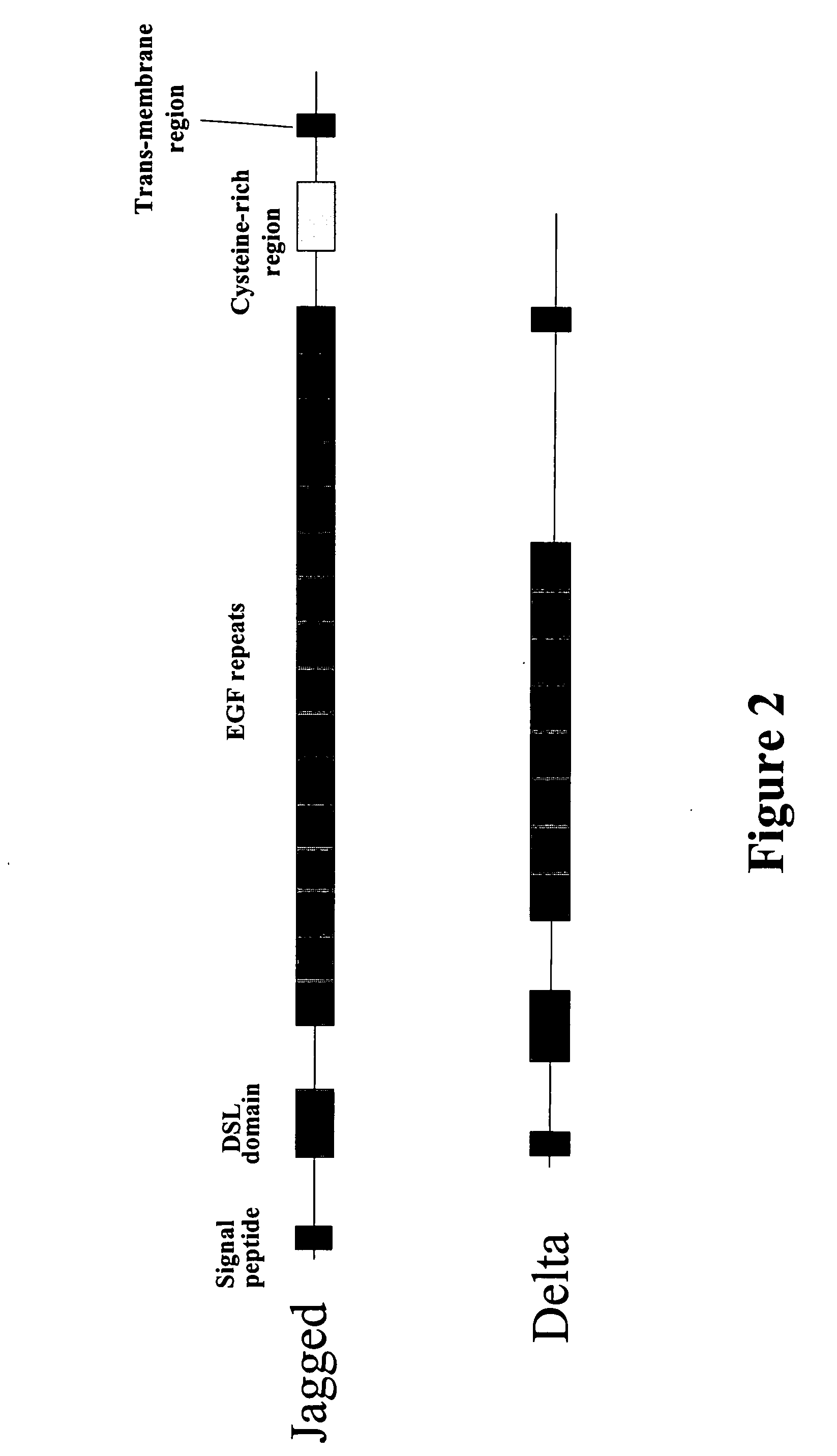 Therapeutic use of modulators of notch