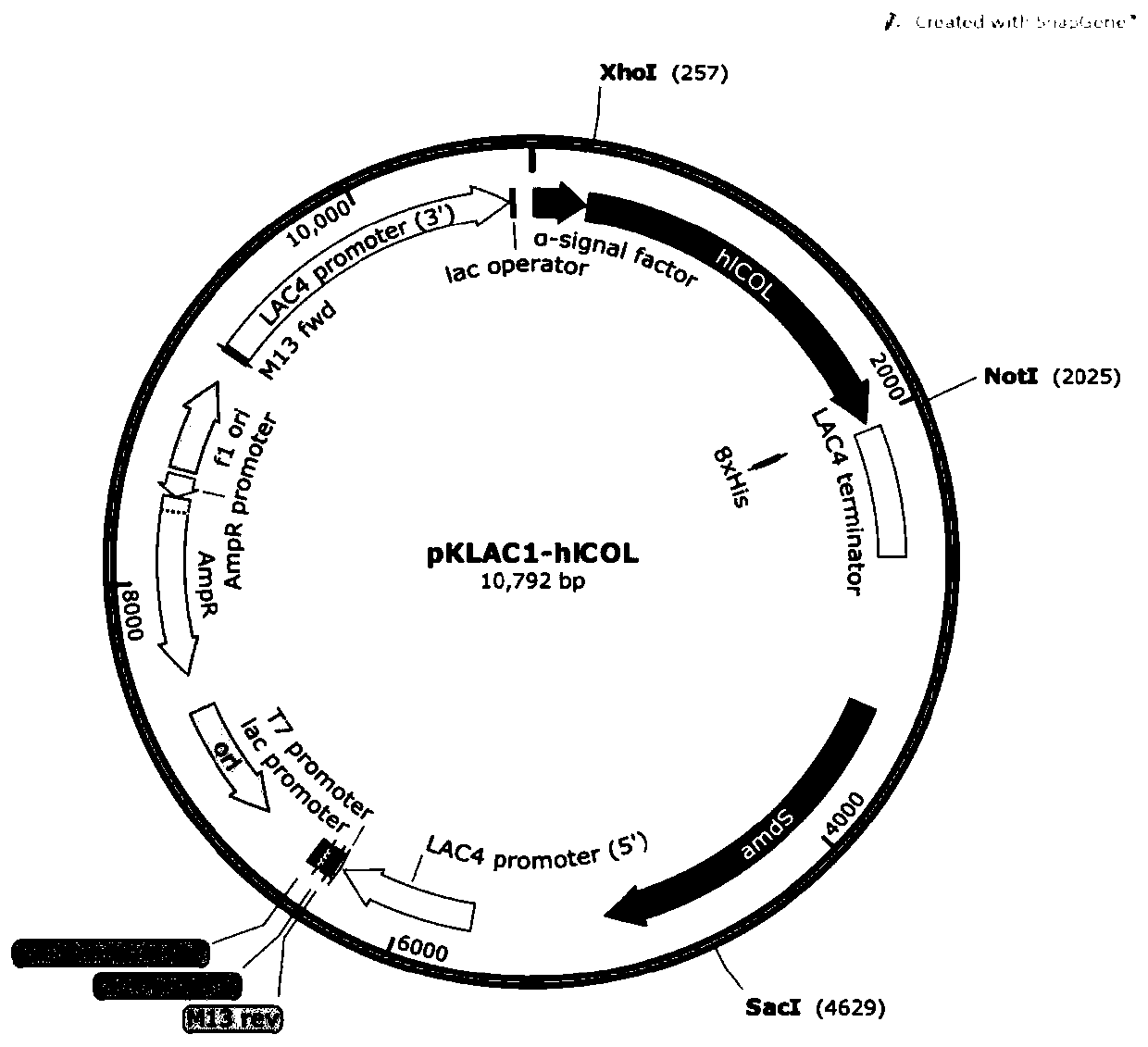 Recombinant human collagen containing hydroxyproline and hydroxylysine and production method of recombinant human collagen