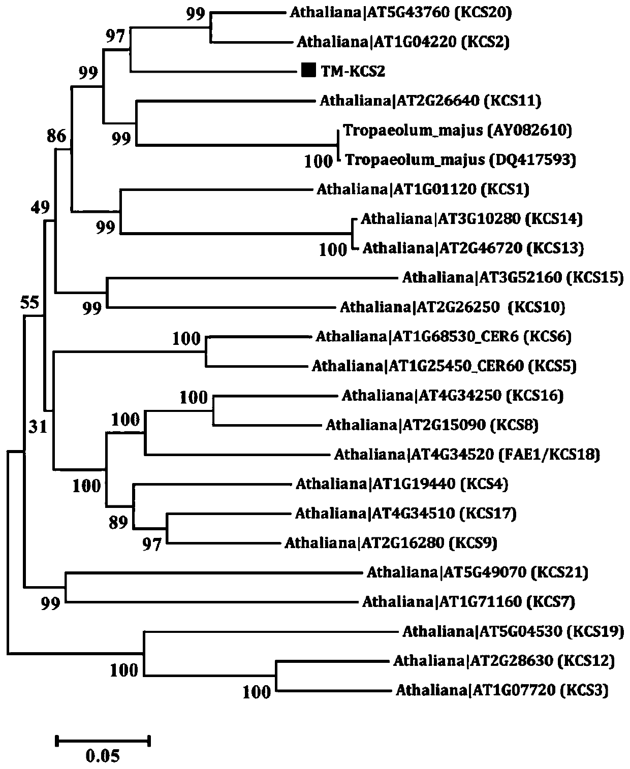 Gene for regulating and controlling synthesis of erucic acid using Tropaeolum majus and application thereof