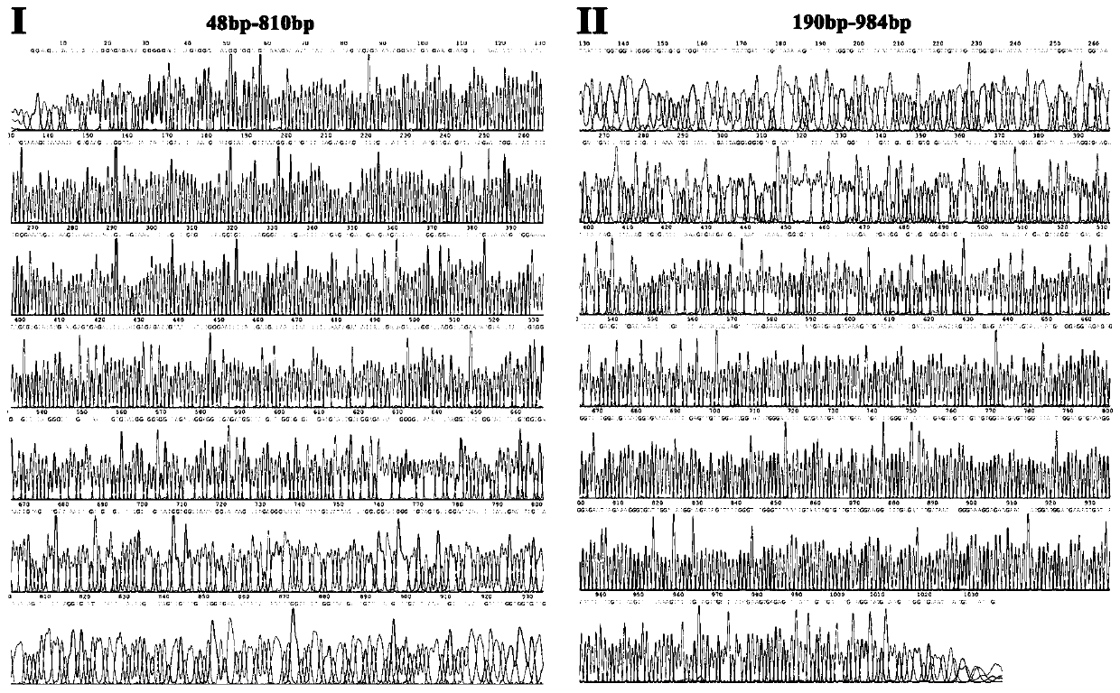 Gene for regulating and controlling synthesis of erucic acid using Tropaeolum majus and application thereof