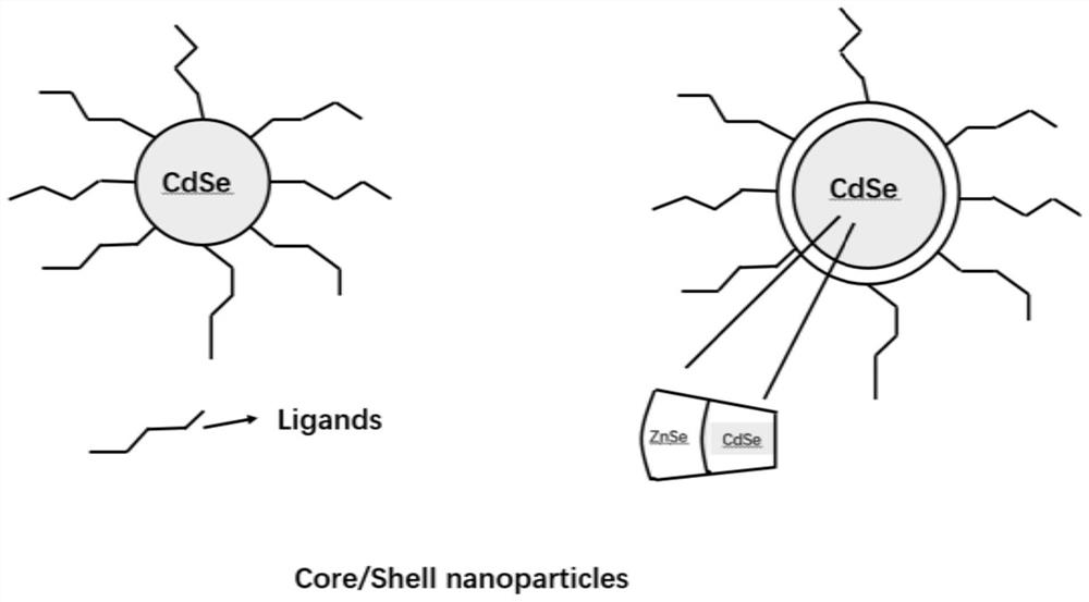 Quantum dots with stable ligand, preparation method thereof and QLED device