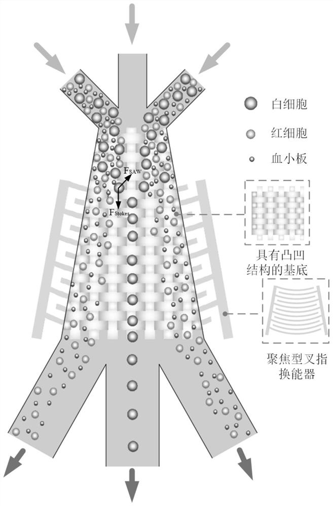 A large-throughput cell acoustic sorting chip