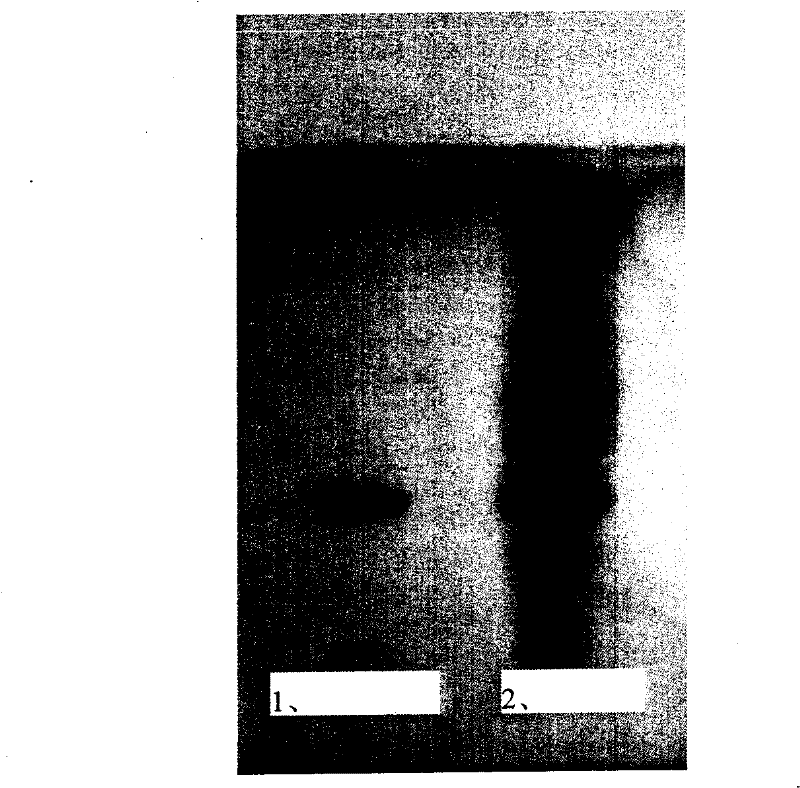 Cordycepin polysaccharide buccal tablet and preparation method thereof