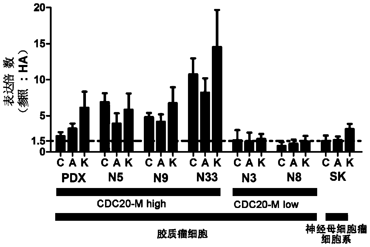 Application of CDC20 co-expression gene network as glioma treatment target