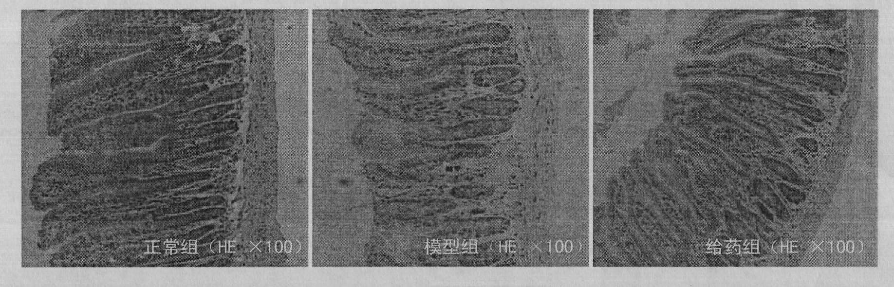 Application of taurochenodeoxycholic acid to protection of gastrointestinal tract function