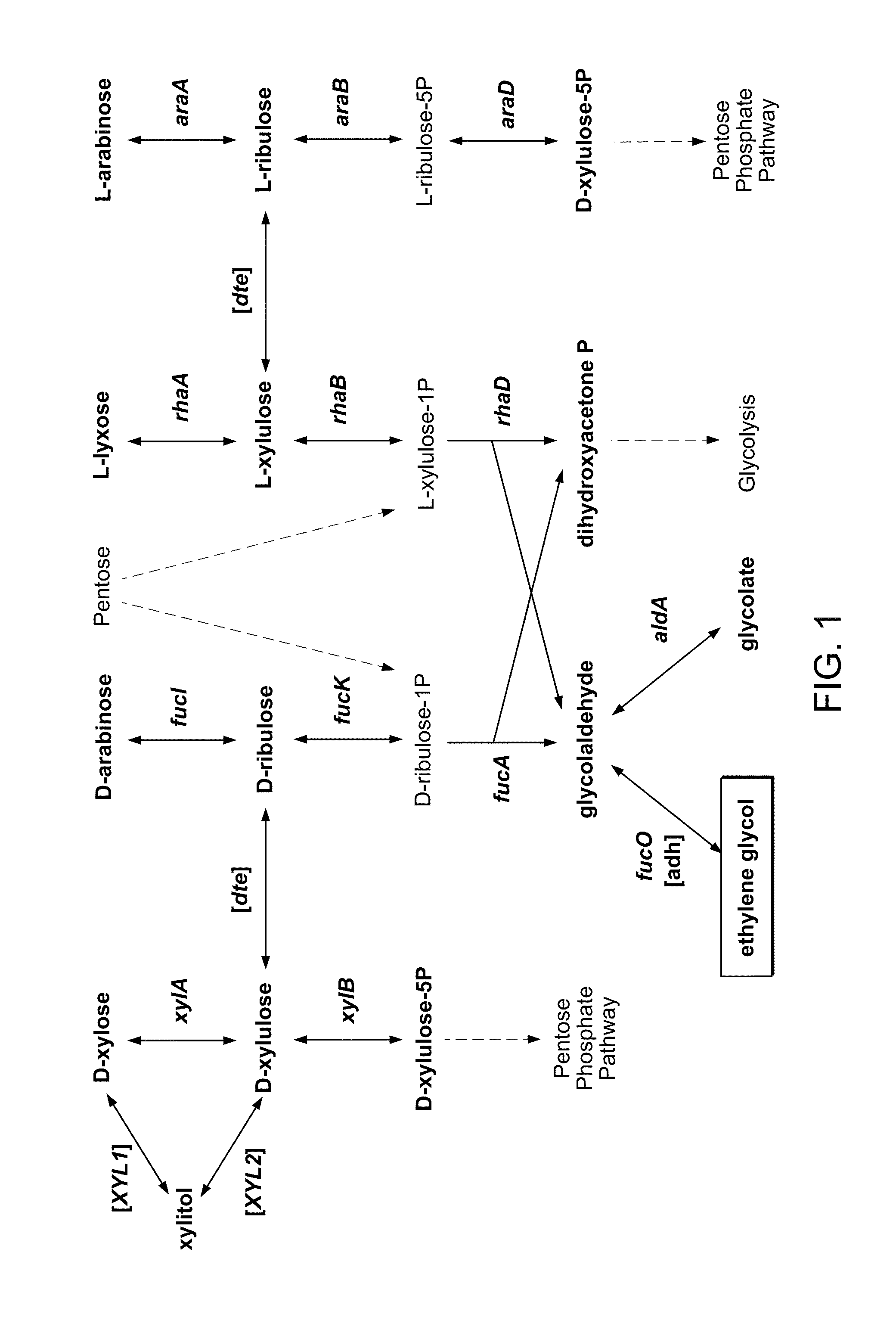 Engineering microbes and metabolic pathways for the production of ethylene glycol