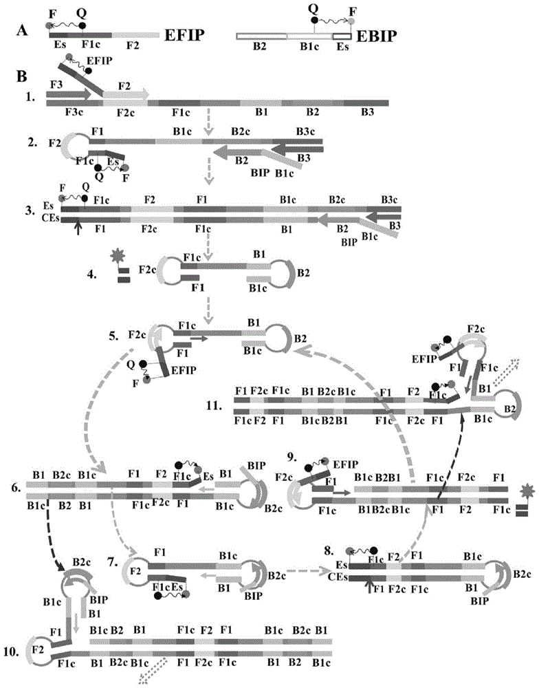 Detection method for isothermal amplification of single or multiple target gene fragments