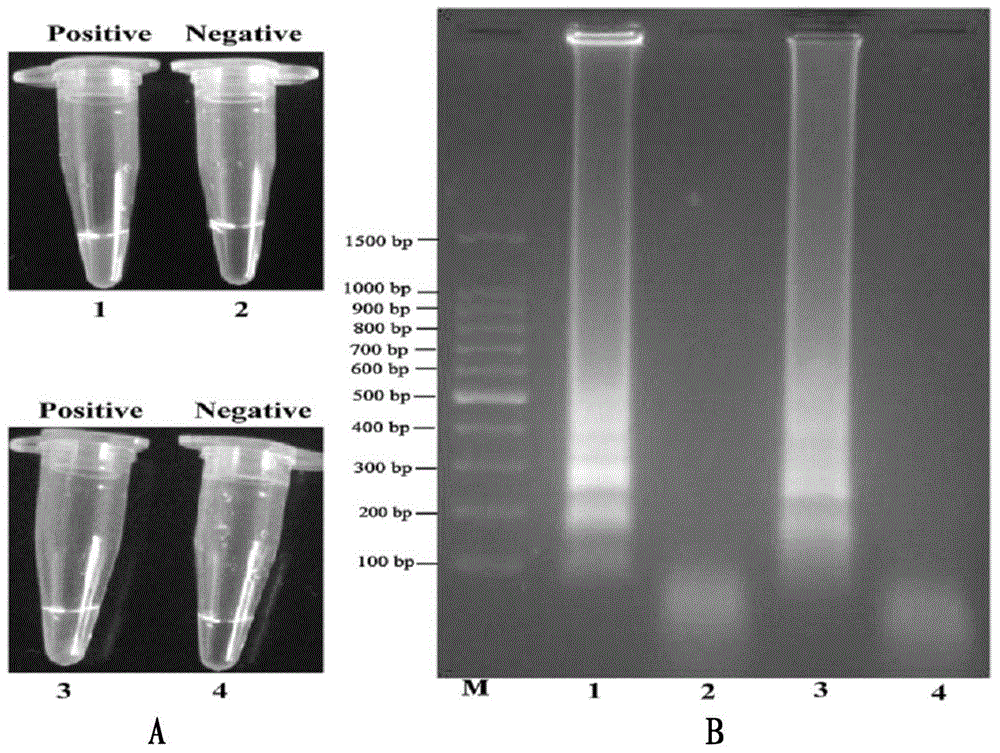 Detection method for isothermal amplification of single or multiple target gene fragments