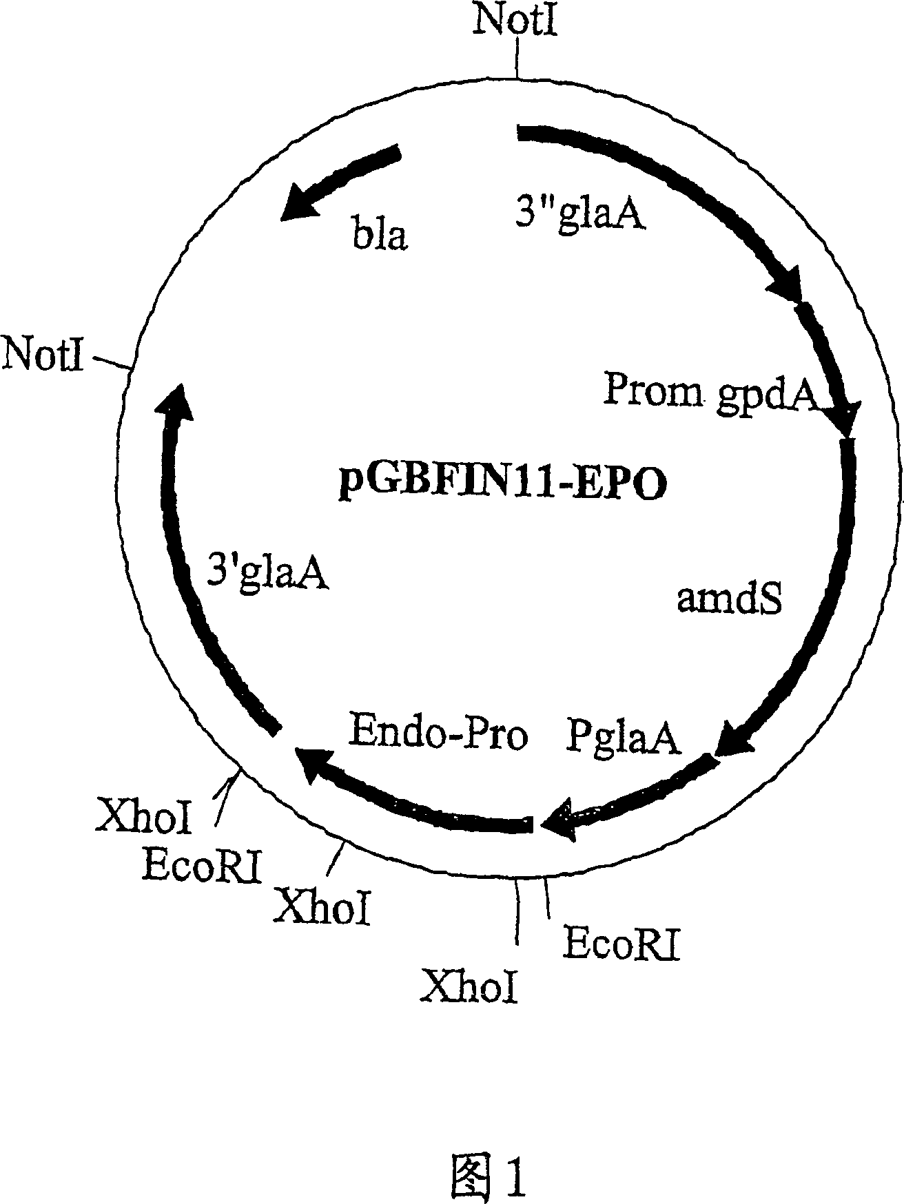 Protein hydrolysates enriched in peptides having a carboxy terminal proline residue