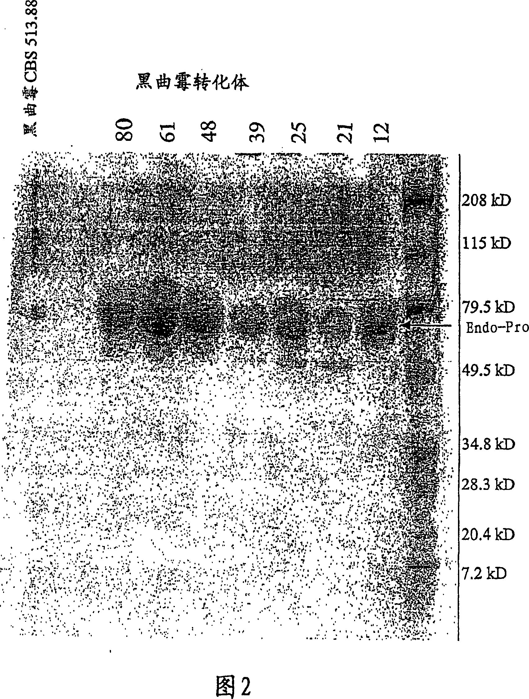 Protein hydrolysates enriched in peptides having a carboxy terminal proline residue