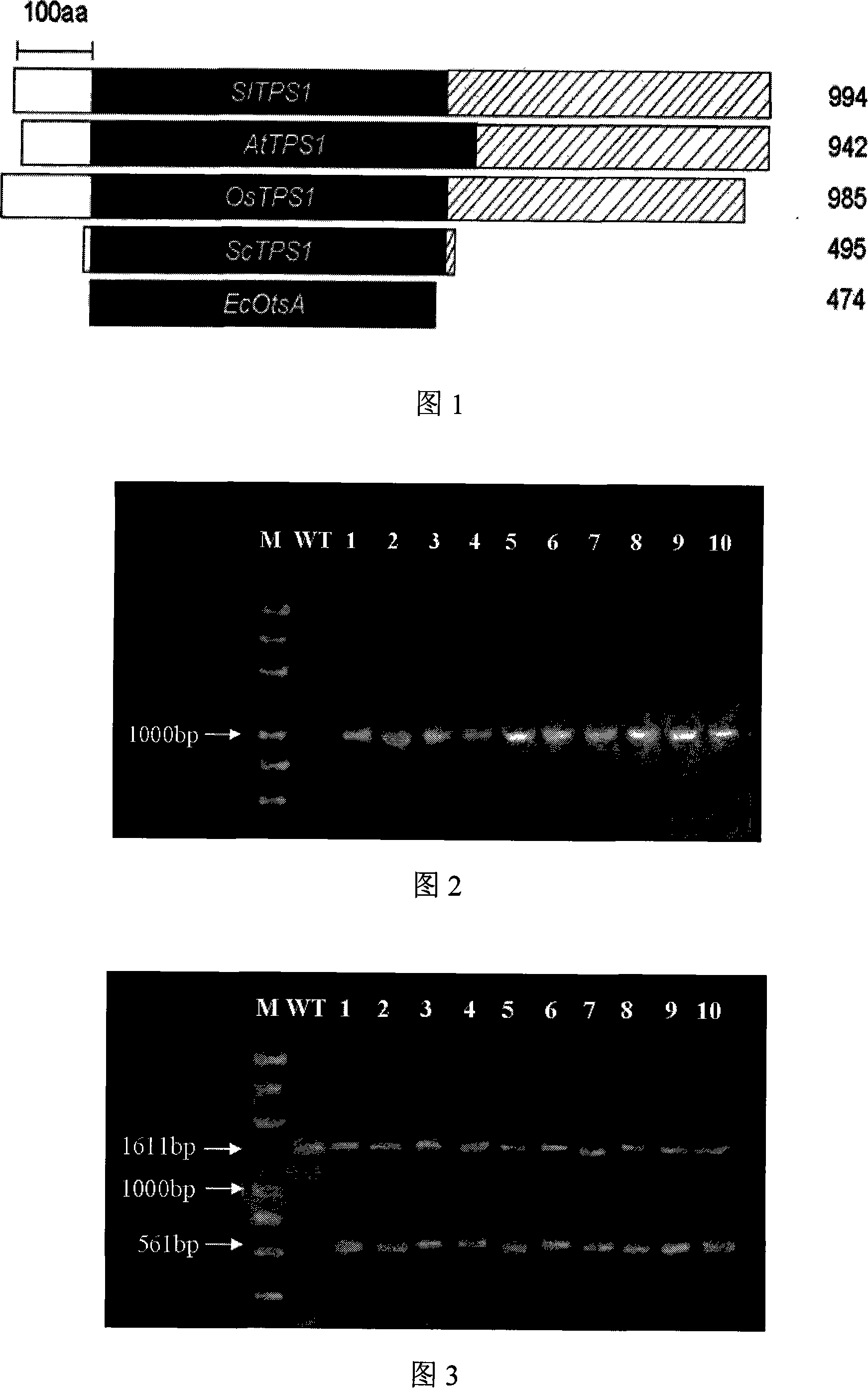 Clone and application of rice trehalose synthase gene related with adversity resistance