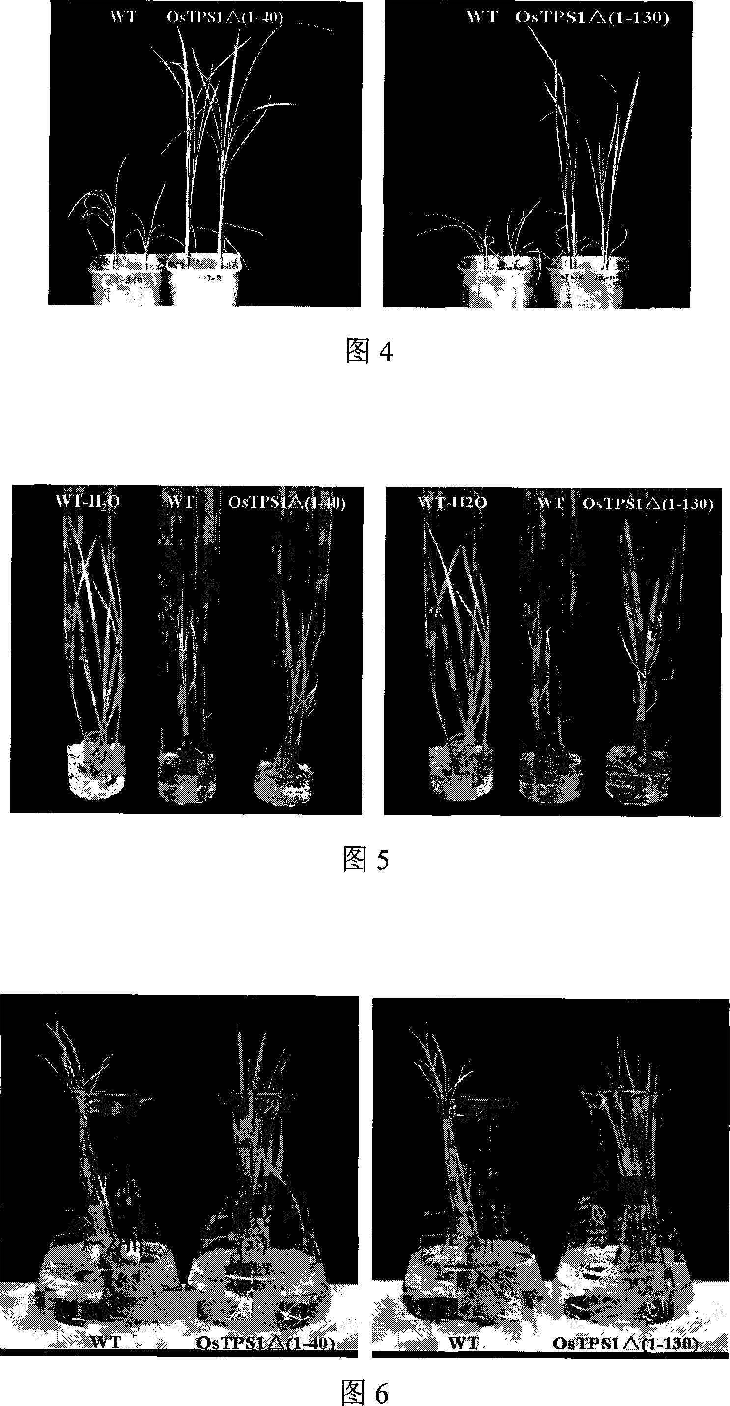 Clone and application of rice trehalose synthase gene related with adversity resistance