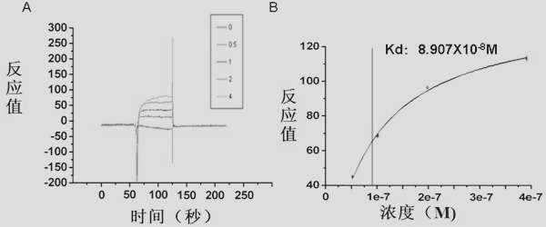 Mycobacterium tuberculosis surface lipolysaccharide-antistatic nucleic acid aptamer and application thereof