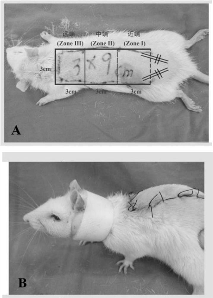 The role of azadirachtin in the preparation of drugs to promote the survival of ischemic ultra-long random skin flaps