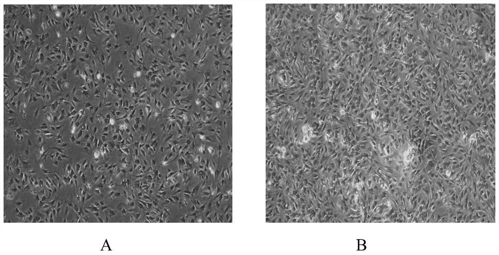 Application and method for promoting adipose-derived mesenchymal stem cell proliferation and chondrogenic differentiation through b-D-Glucopyranoside