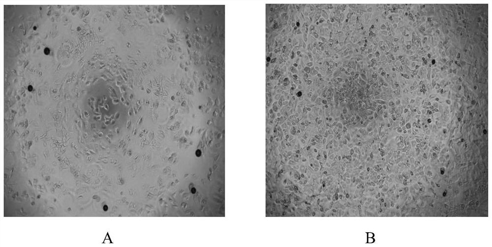 Application and method for promoting adipose-derived mesenchymal stem cell proliferation and chondrogenic differentiation through b-D-Glucopyranoside