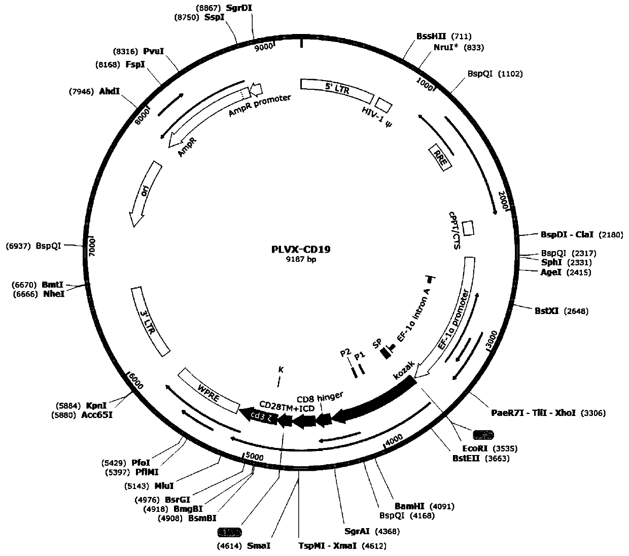 A bispecific chimeric antigen receptor combined with two single-chain antibodies and an expression vector