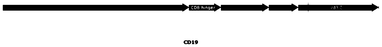 A bispecific chimeric antigen receptor combined with two single-chain antibodies and an expression vector