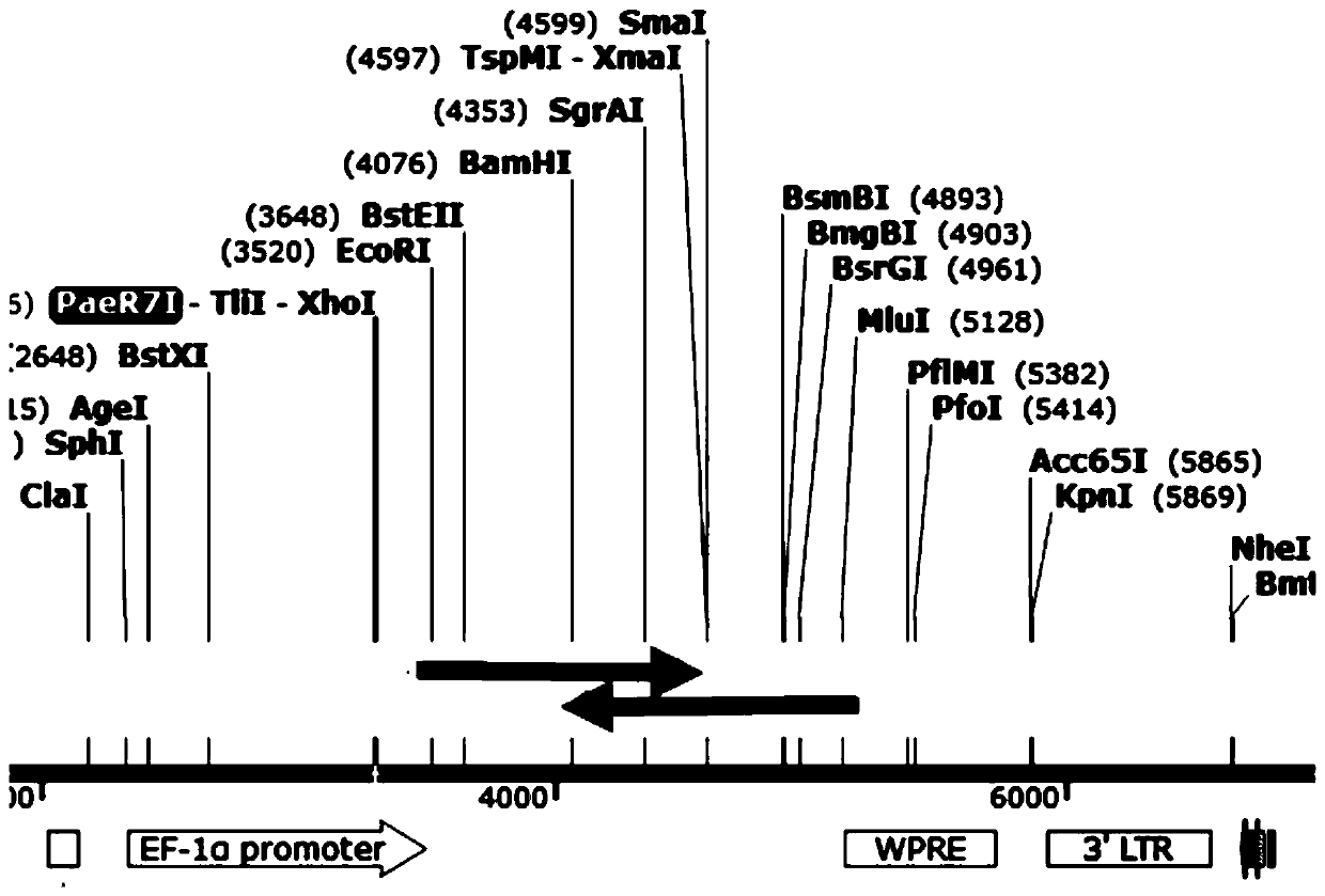 A bispecific chimeric antigen receptor combined with two single-chain antibodies and an expression vector