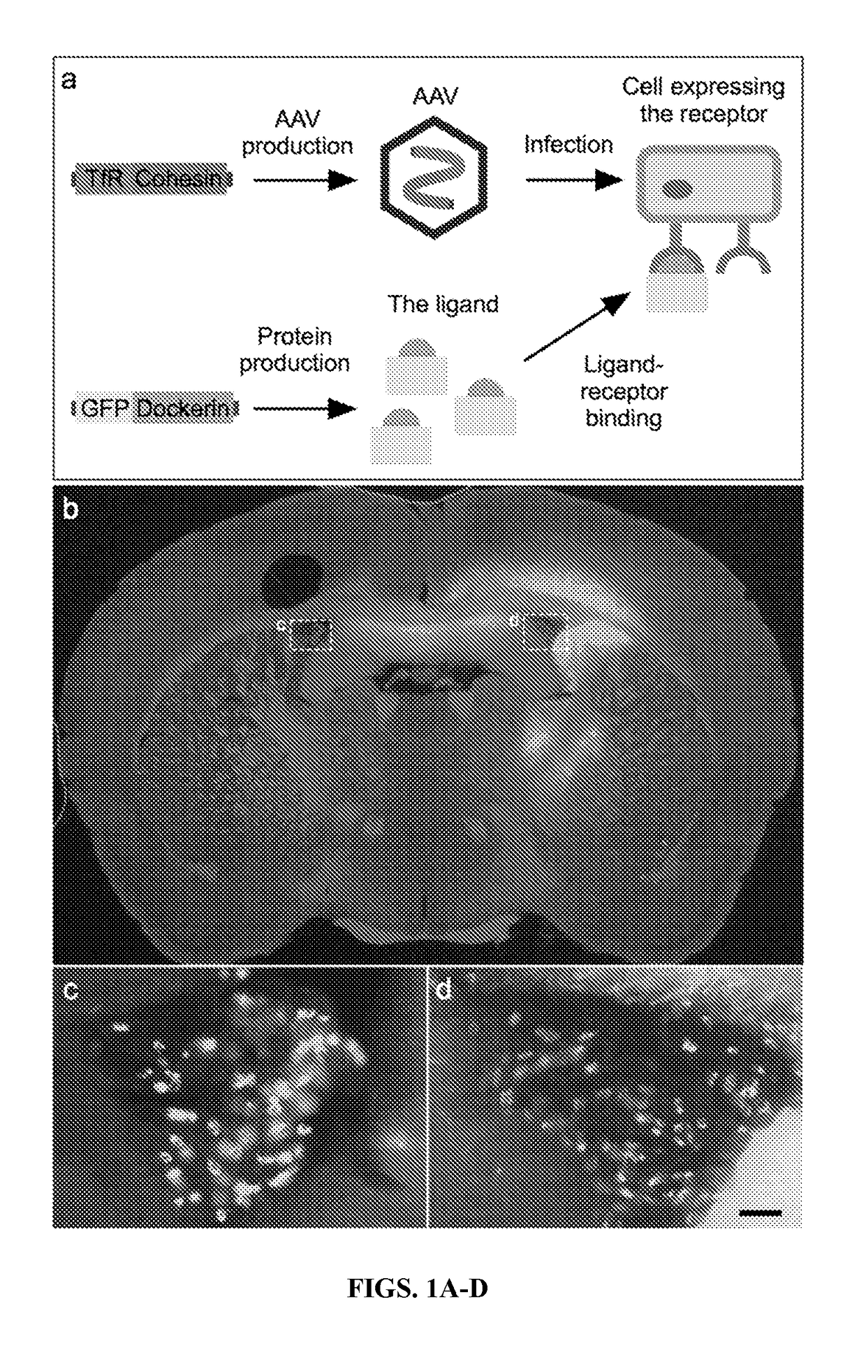 Engineered receptor/ligand system for delivery of therapeutic agents