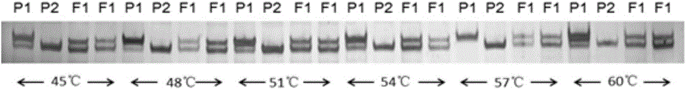 Method for quickly identifying purity of watermelon variety Zhentian 1217 by using EST-SSR (expressed sequence tag-simple sequence repeat) molecular marker