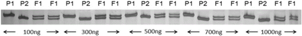 Method for quickly identifying purity of watermelon variety Zhentian 1217 by using EST-SSR (expressed sequence tag-simple sequence repeat) molecular marker